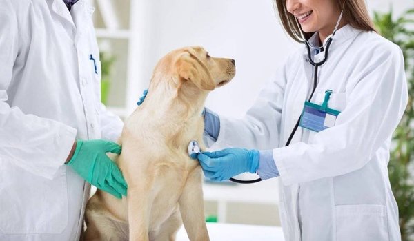 Où soigner son animal de compagnie à Perpignan ?